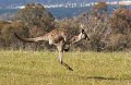 roo hop